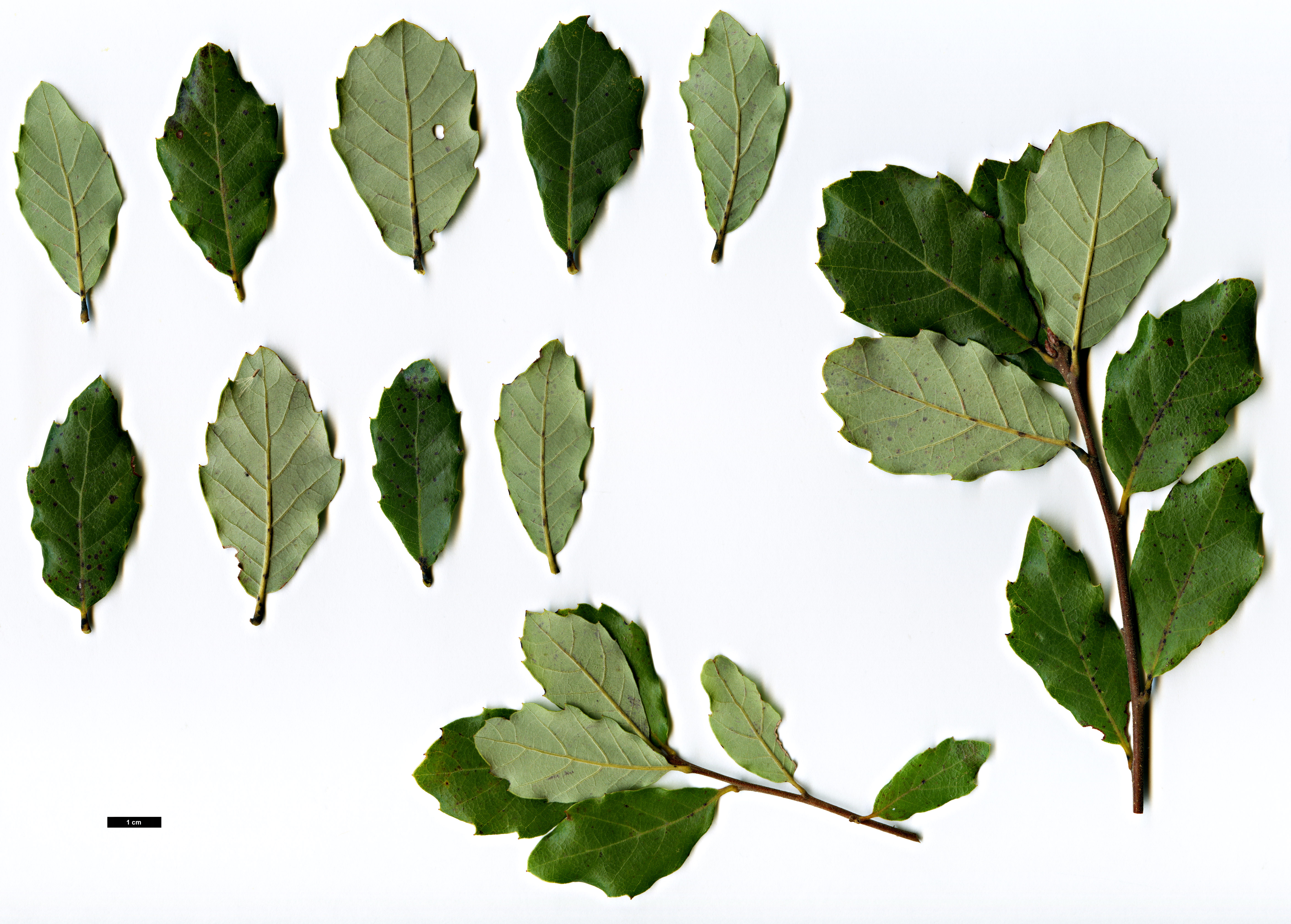 High resolution image: Family: Fagaceae - Genus: Quercus - Taxon: ×celtica (Q.lusitanica × Q.suber)